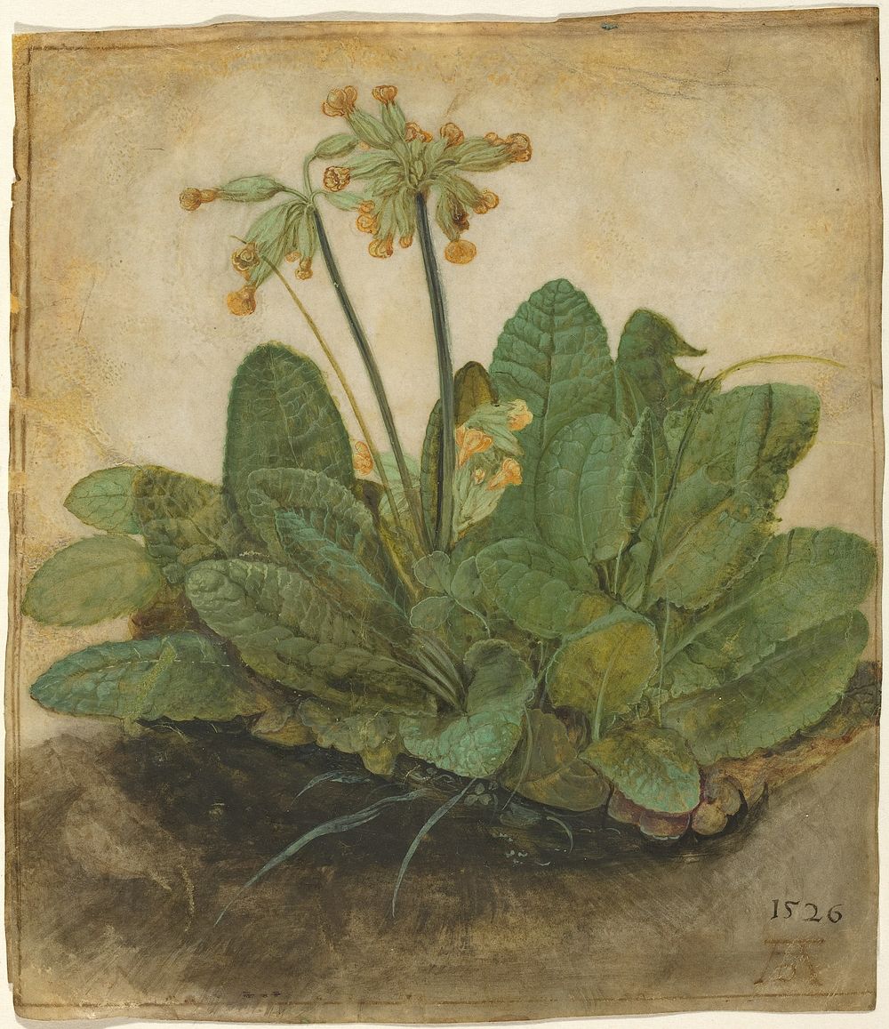 Tuft of Cowslips (1526) by Albrecht D&uuml;rer.  