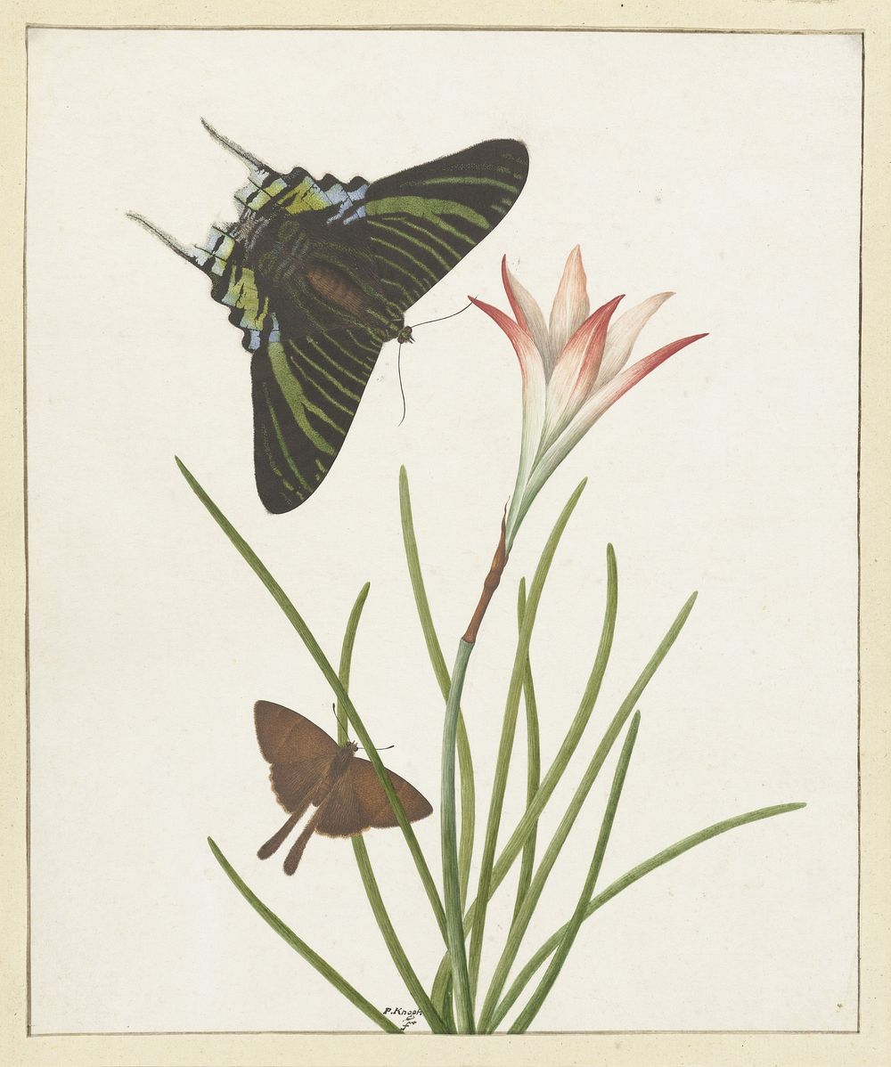 Twee vlinders bij een lelie (1747&ndash;1802) painting in high resolution by Paulus Knogh.  