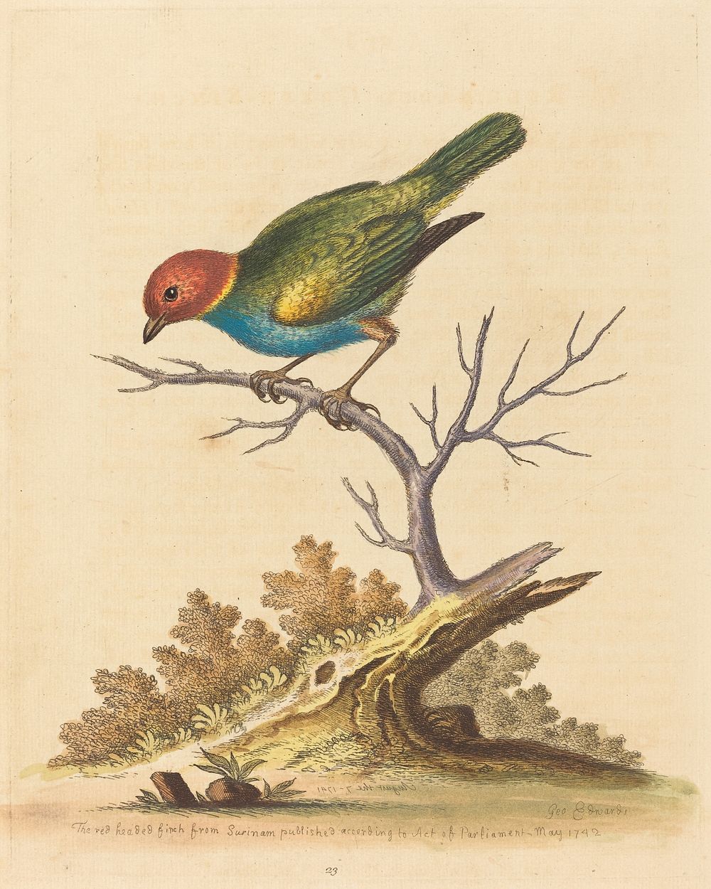 The Red-Headed Finch from Surinam (1741) print in high resolution by George Edwards.  
