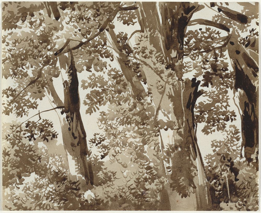 Trees with Dense Undergrowth (1800–1820) drawing in high resolution by Franz Innocenz Josef Kobell.  