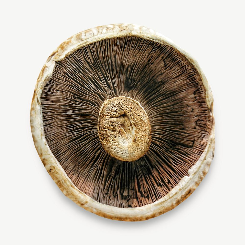 Mushroom inside macro isolated psd