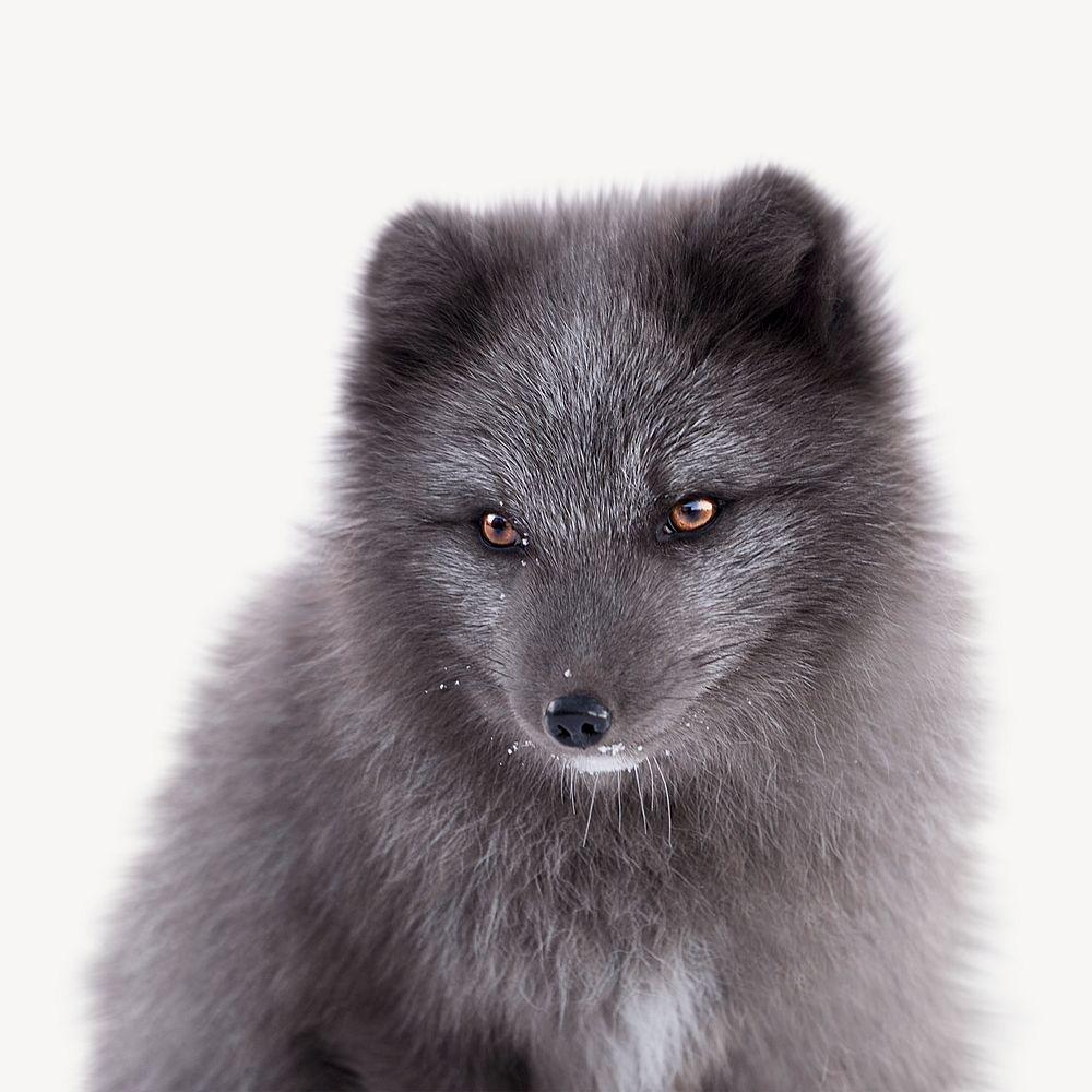 Arctic fox collage element psd