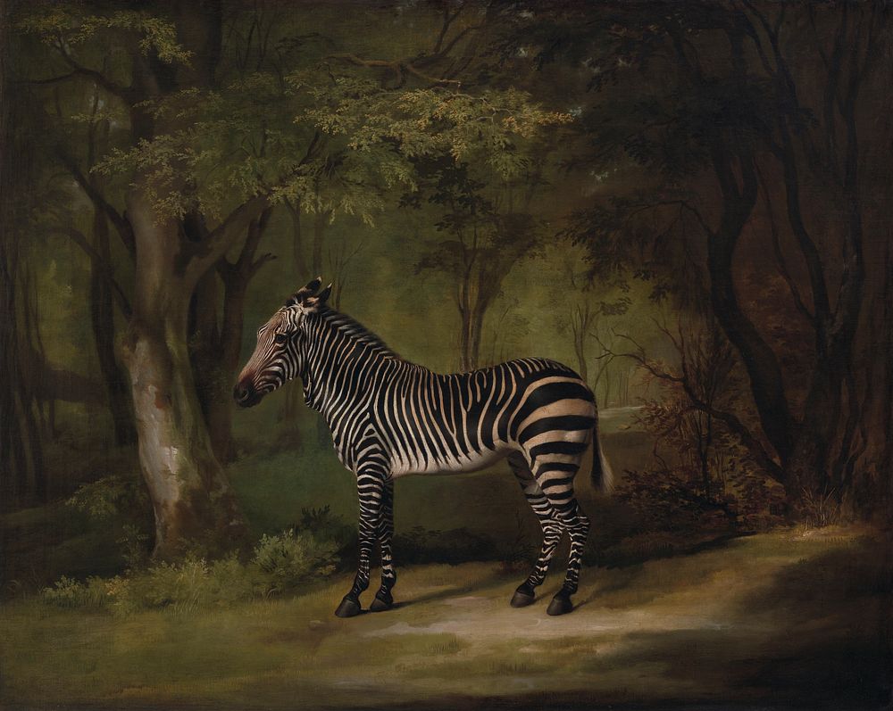 Zebra (exhibited 1763) painting in high resolution by George Stubbs.  