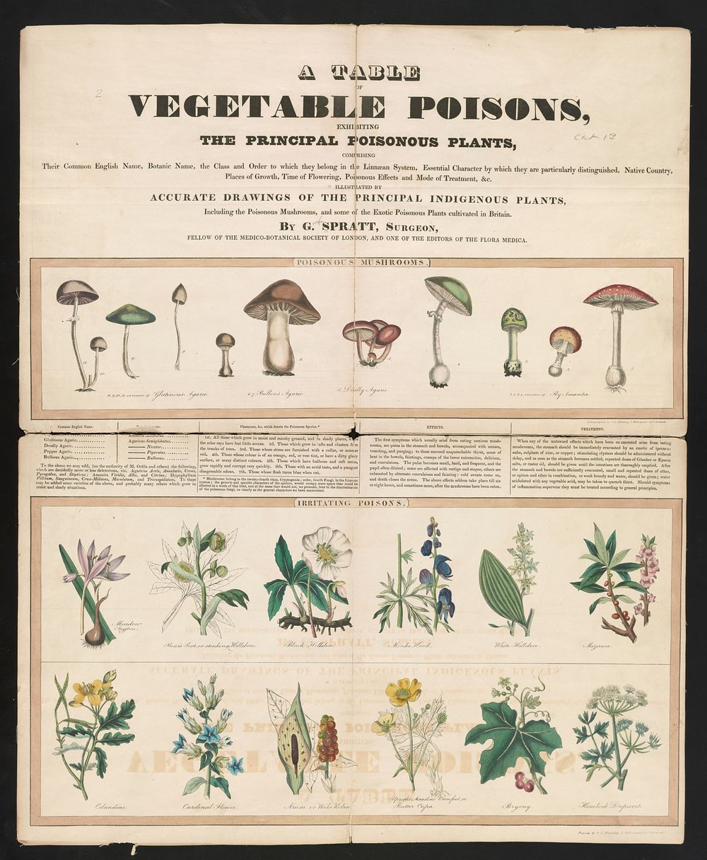 Poisonous mushrooms: Irritating poisons (1840&ndash;1850) print in high resolution by George Edward Madeley.  
