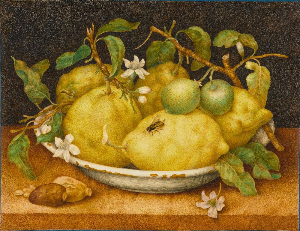 Still Life with Bowl of Citrons; Giovanna Garzoni (1600-1670)