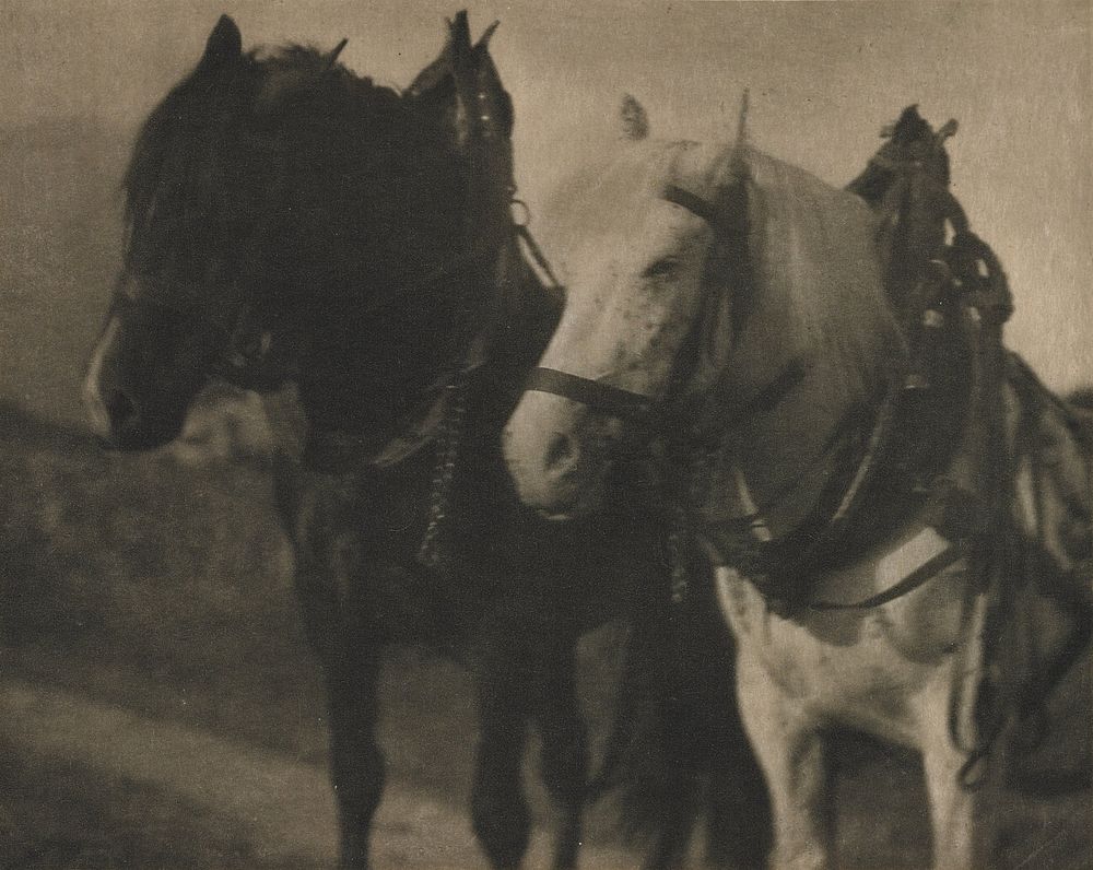 Horses during 20th century photo in high resolution by Alfred Stieglitz.  