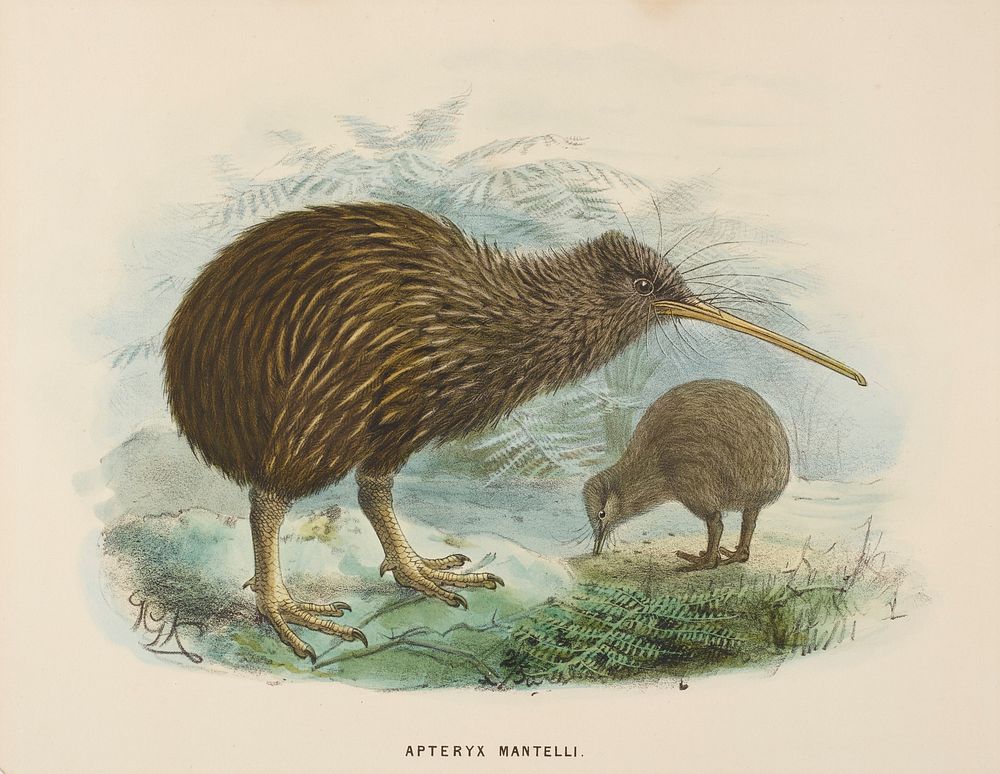 Public domain image from Museum of New Zealand