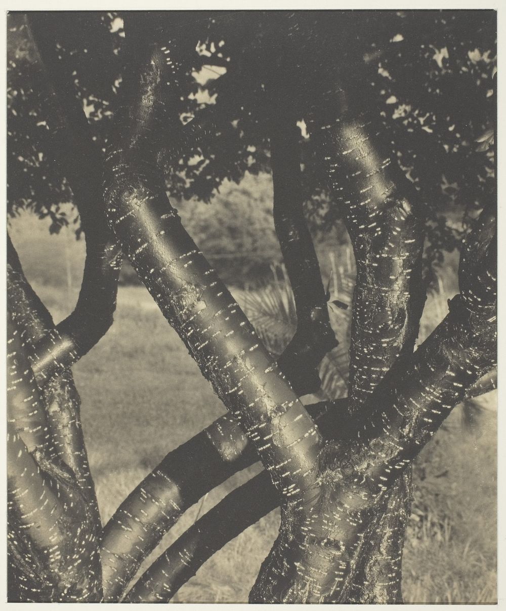 The Dancing Trees (1922) by Alfred Stieglitz.  