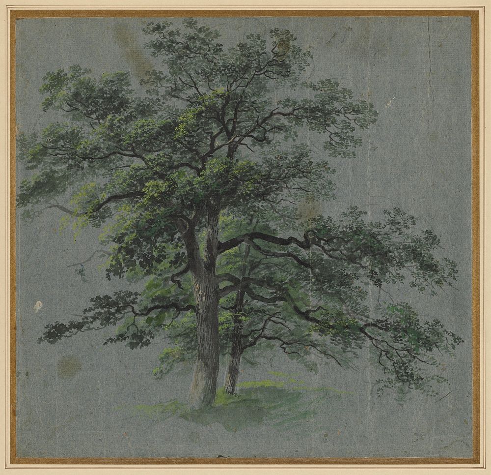 Tree (first half 1800s) by Johann Jacob Dorner.  
