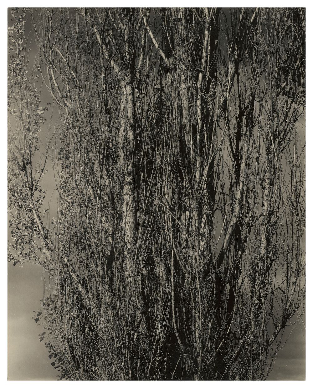 Dying Poplar and Live Branch - Lake George (1932) photo in high resolution by Alfred Stieglitz.