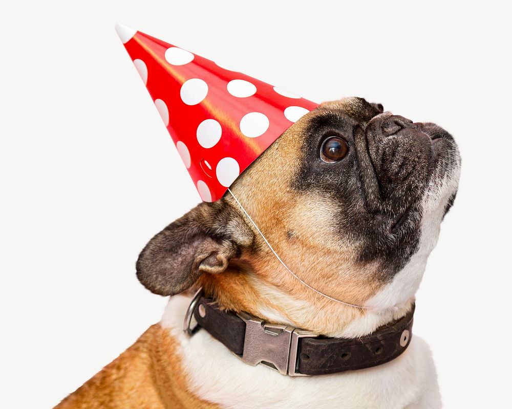 Pug dog with party hat  collage element psd