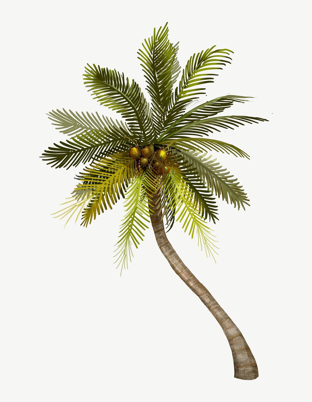 Coconut tree illustration collage element psd