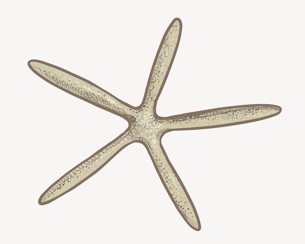 Starfish illustration, sea life drawing 