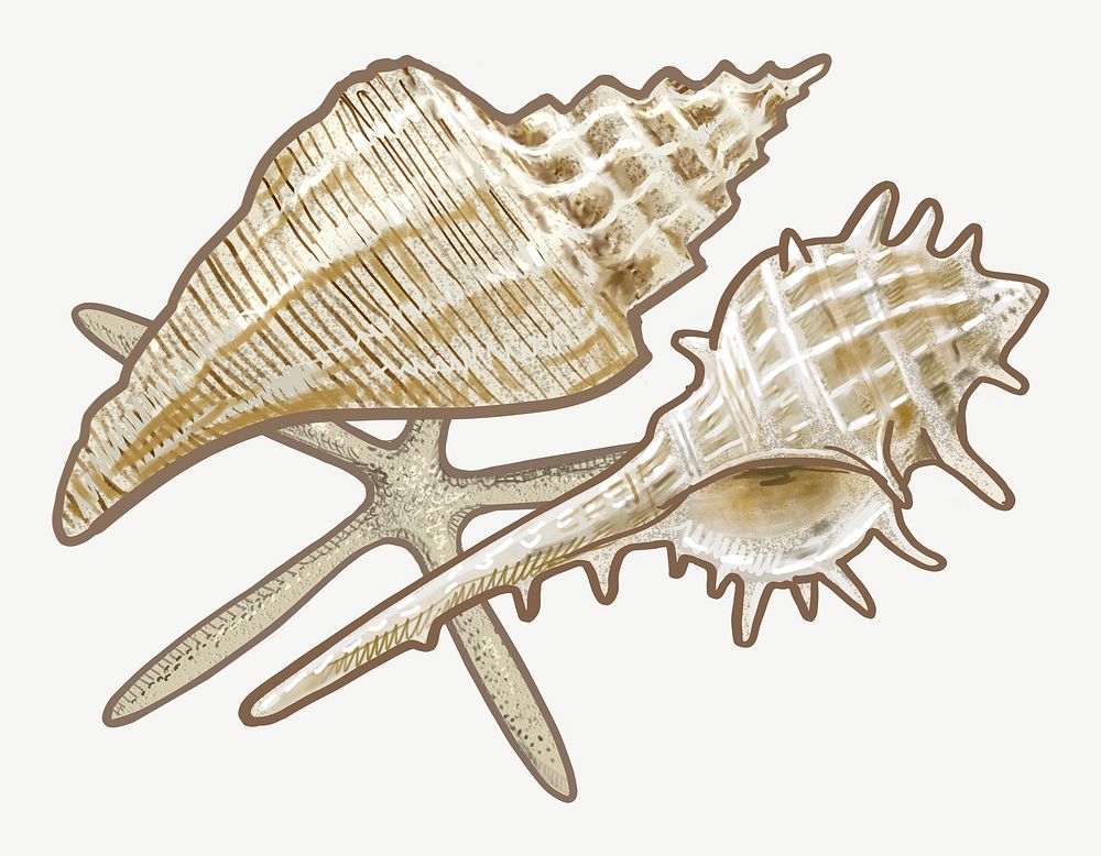 Sea shells illustration collage element psd