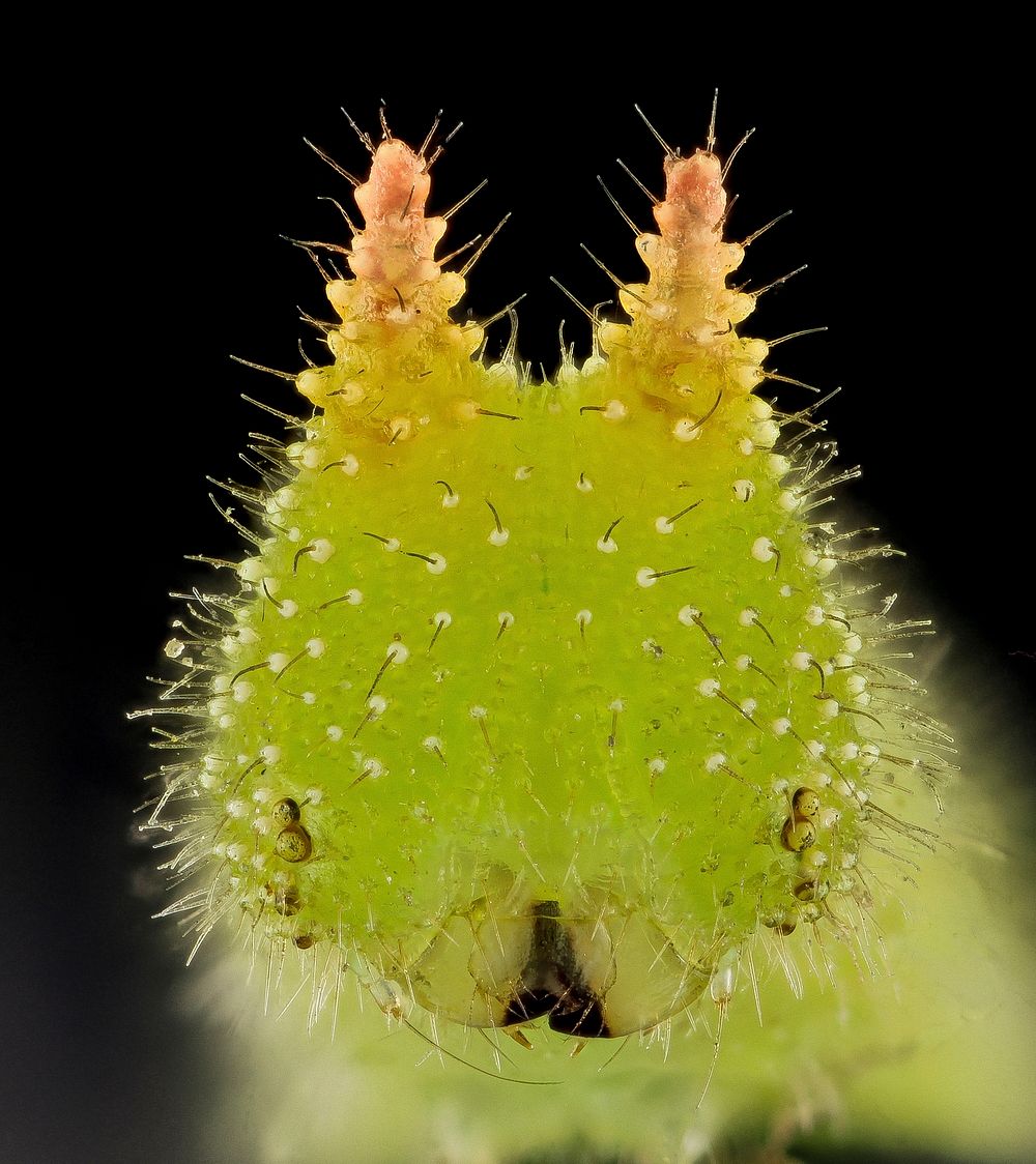 Caterpillar, Northern Pearly Eye, face shot.