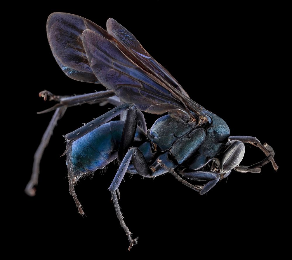 Anoplius amerthystinus, side view.