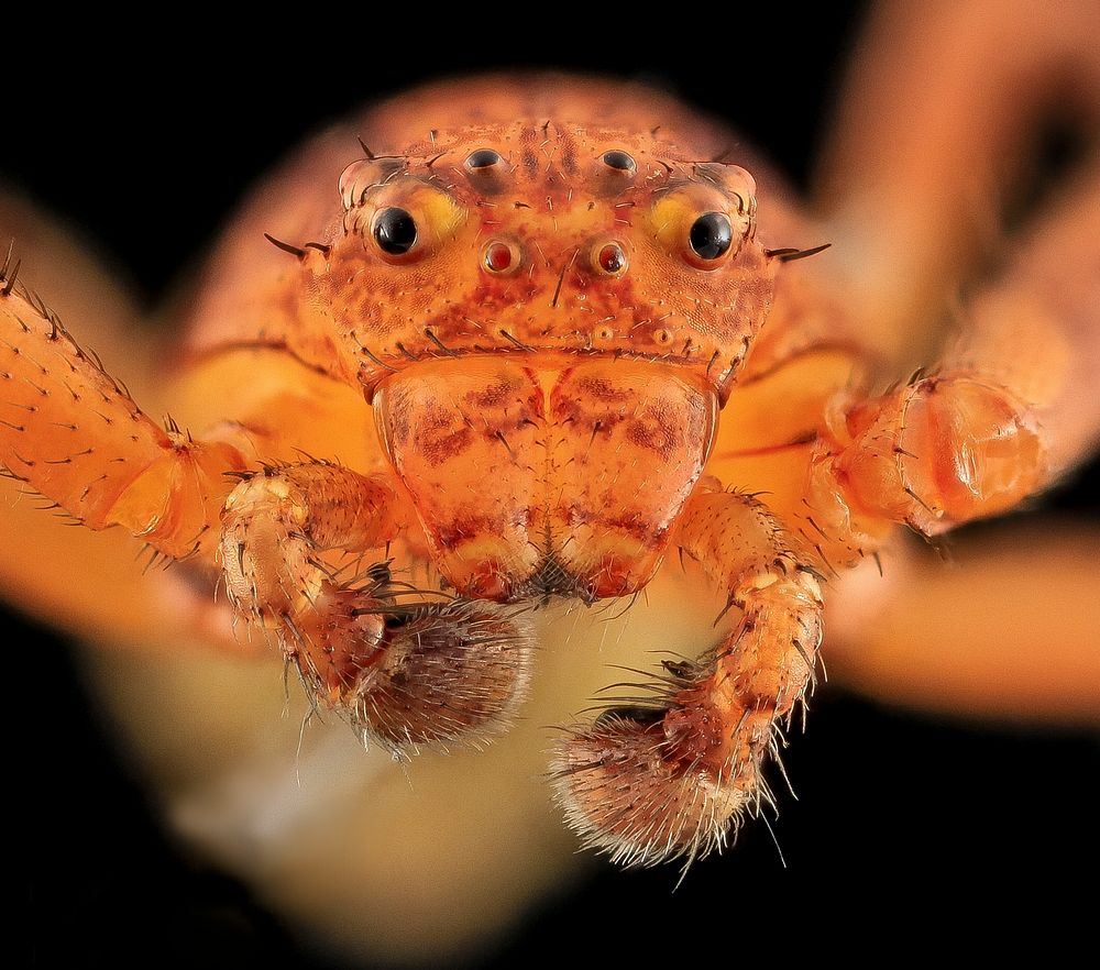 Crab Spider, face shot.