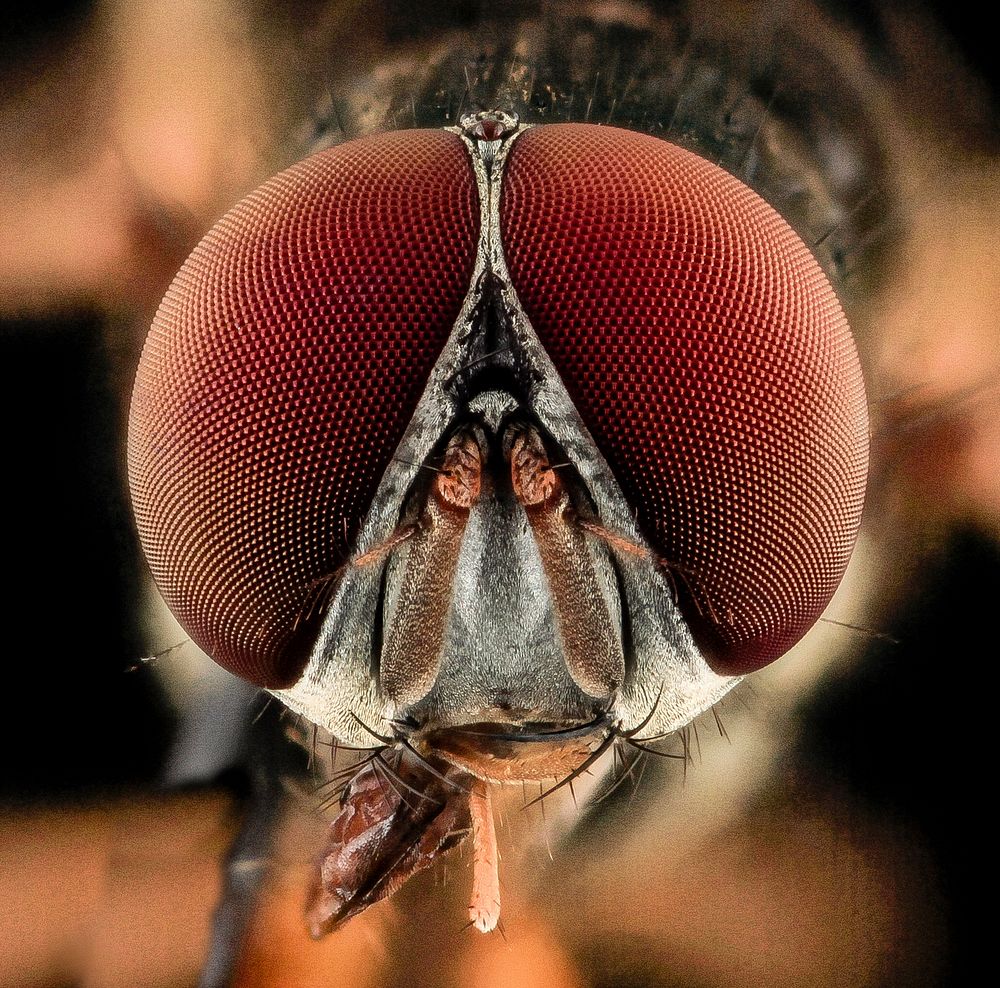 Fly, red eyes, face.