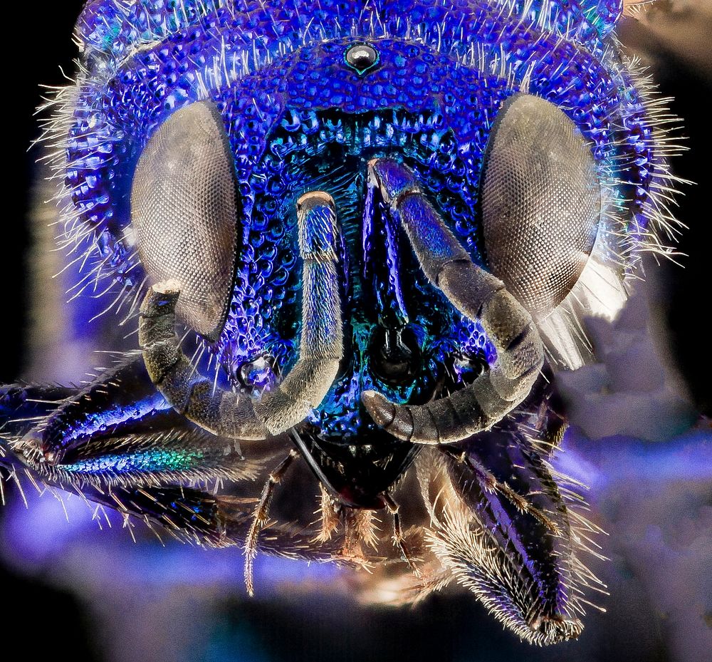 Blue cuckoo wasp face.