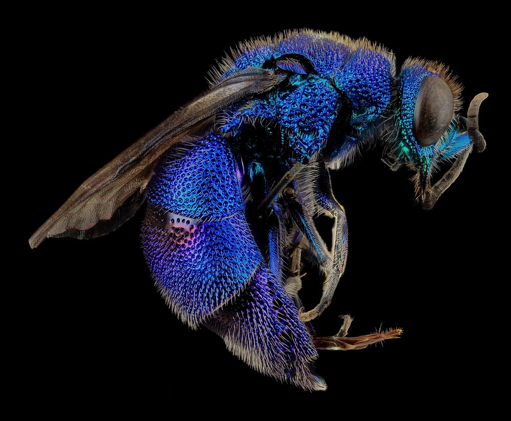 Cuckoo wasp, bright blue insect.
