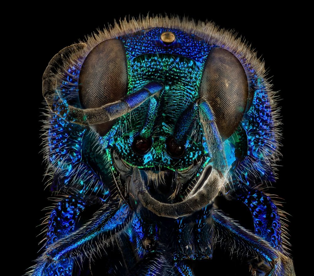 Chrysidid wasp (cuckoo wasp), metallic blue.