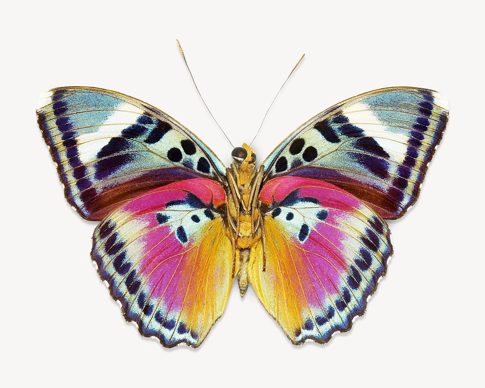 Butterfly insect, animal isolated design