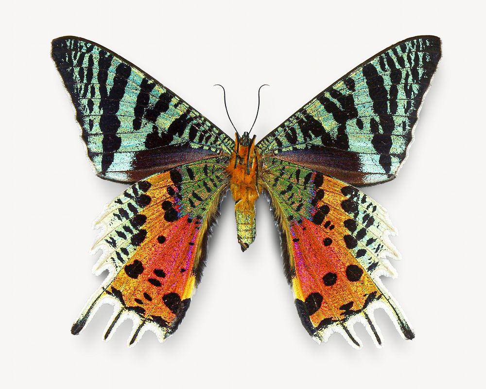Butterfly animal isolated design