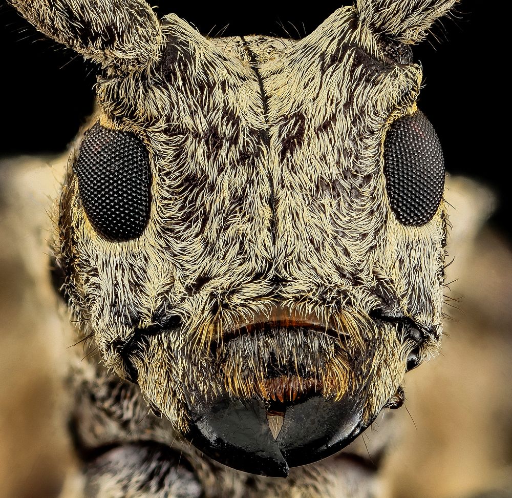 Longhorn beetle face, Cerambycid.