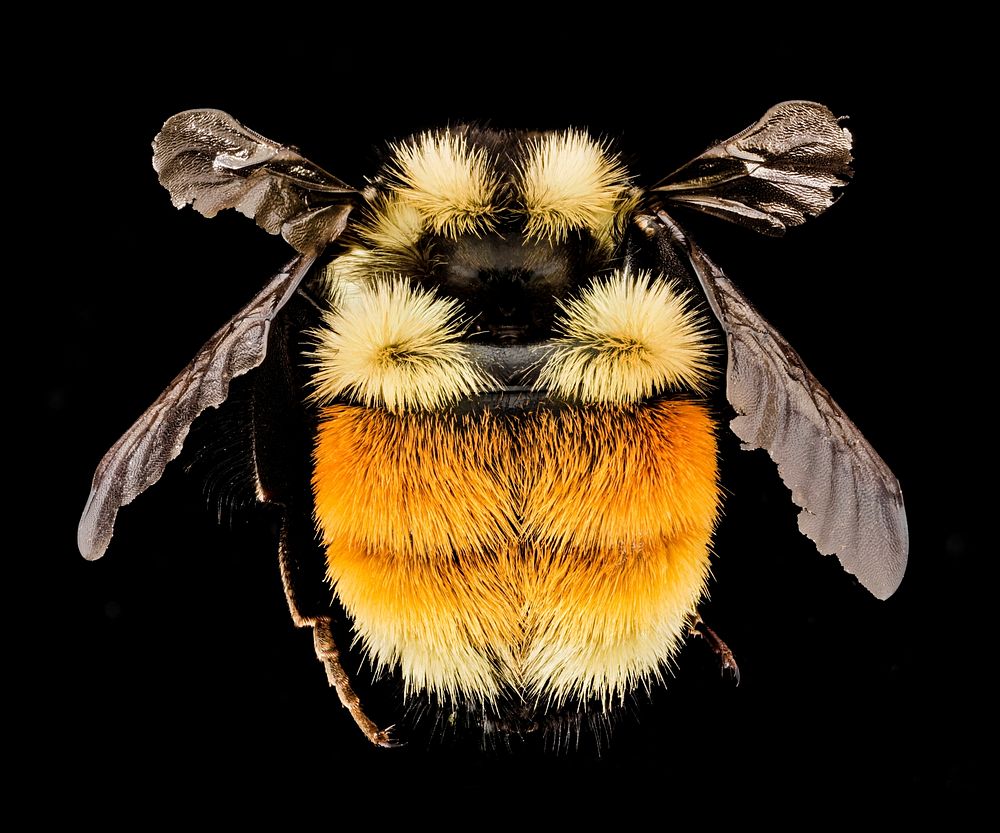 Bombus ternarius, Orange belted bumblebee. 