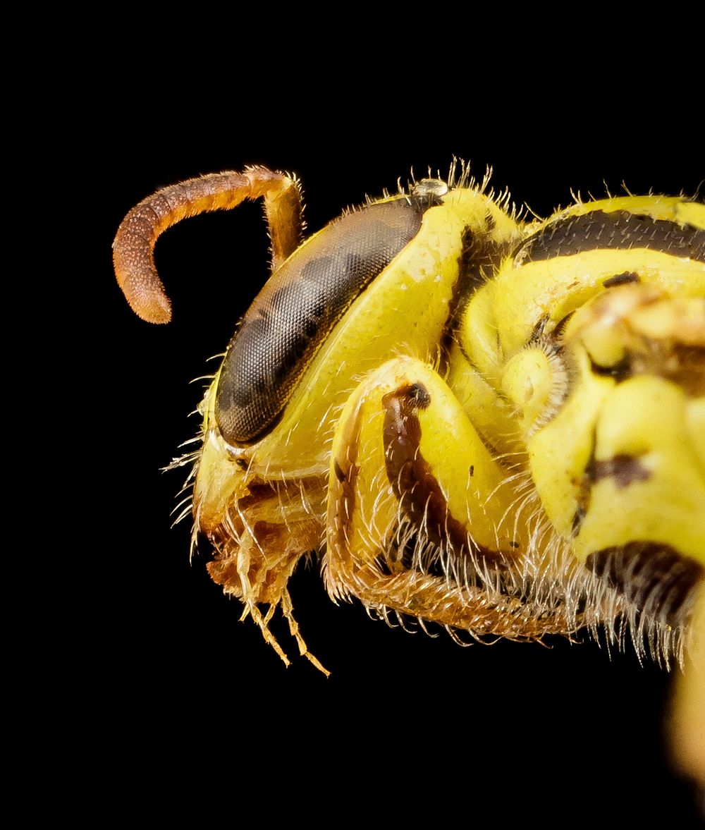 Australian bee, Callohesma flavopicta, face, side view.