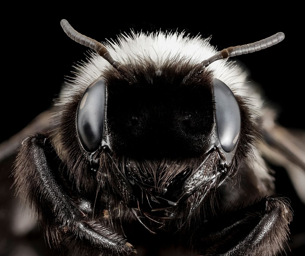 Trichothurgus dubius, male, insect headshot.