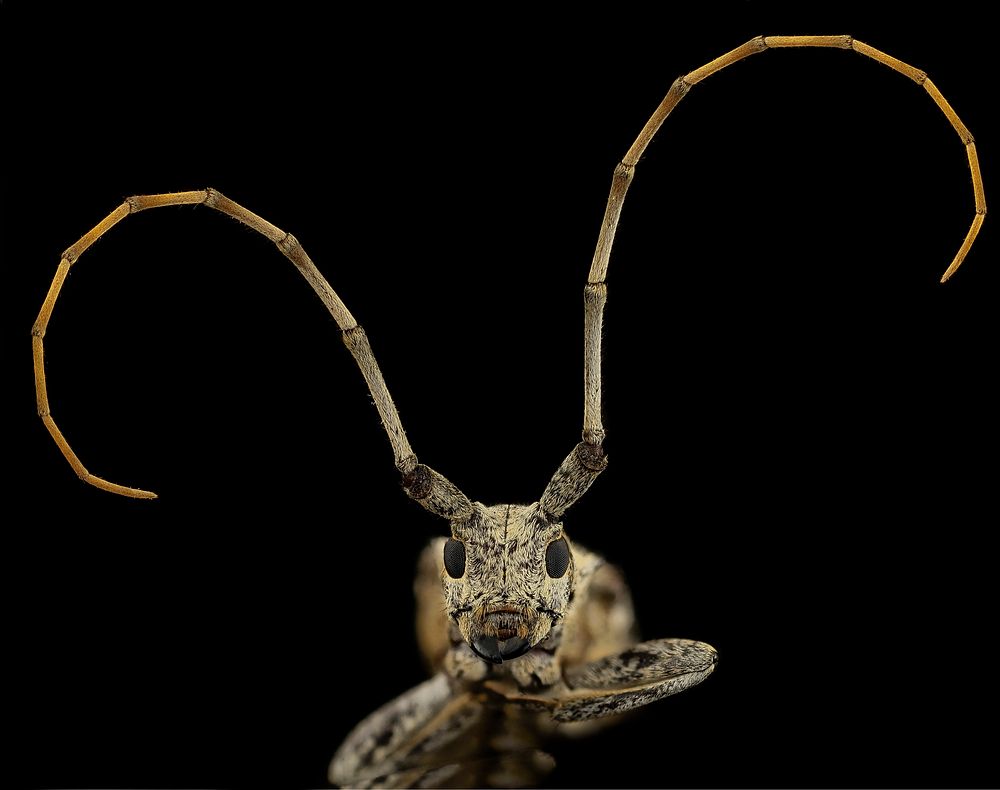 Longhorn beetle, insect headshot.