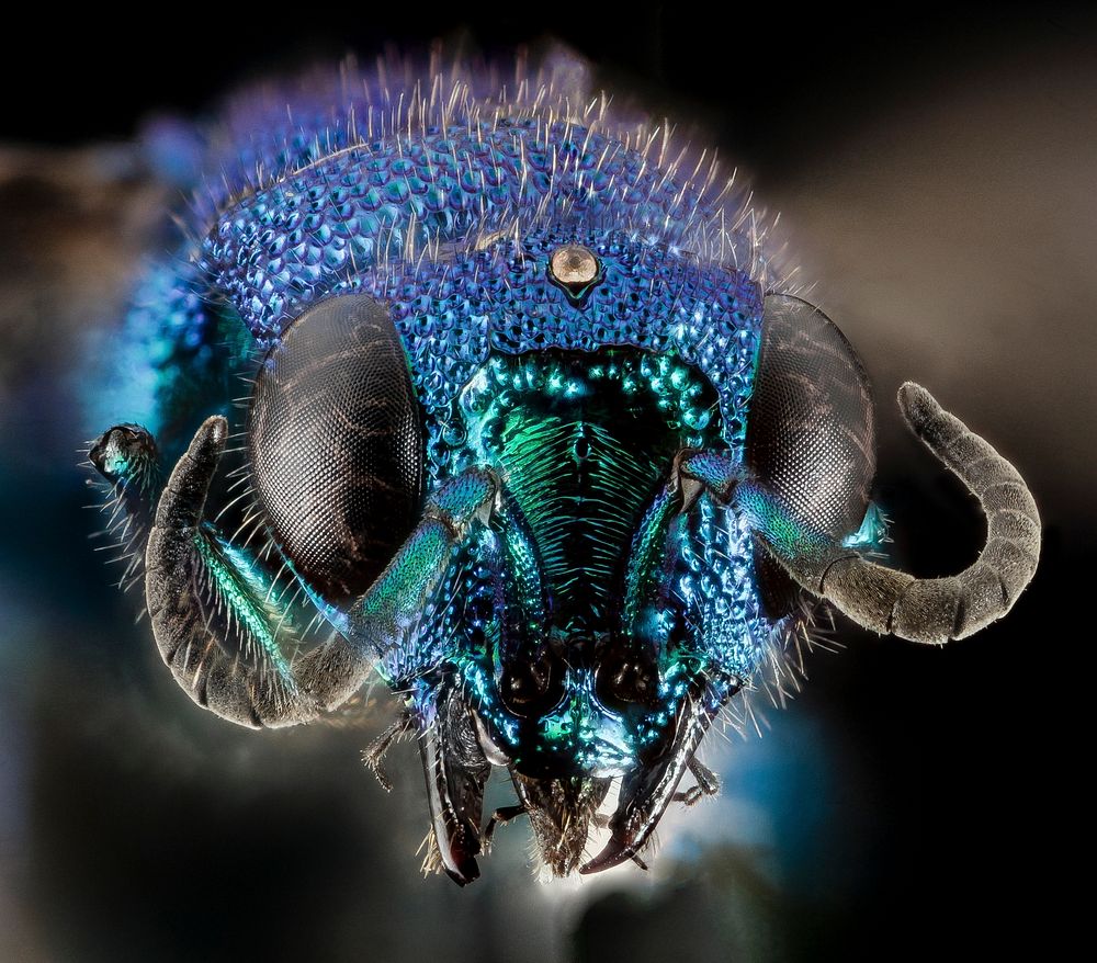 Blue cuckoo wasps face. 