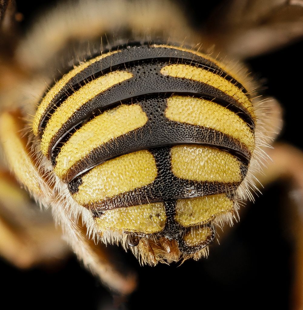 Anthidium oblongatum, black & yellow bee.