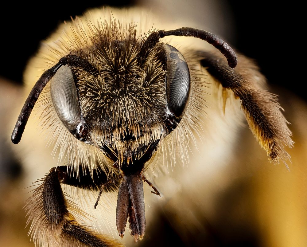 Dasypoda bee, female, face shot.