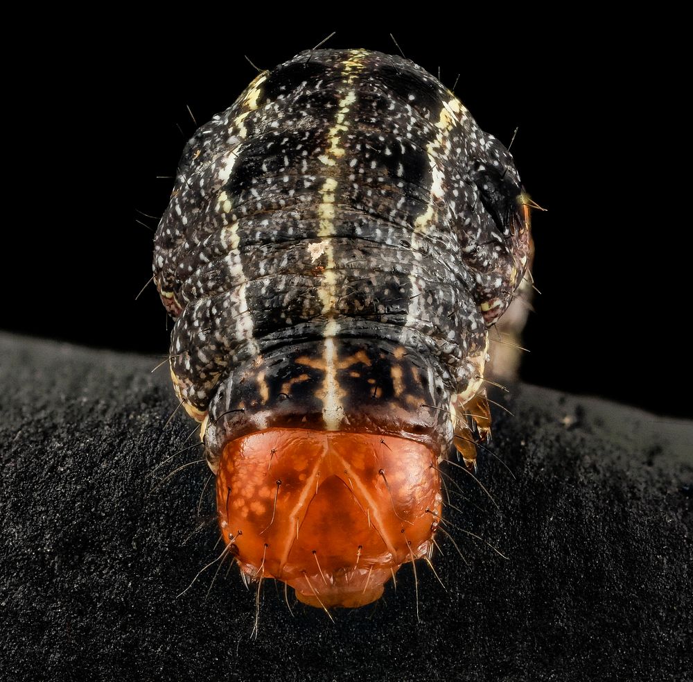 Southern armyworm, close up head shot.