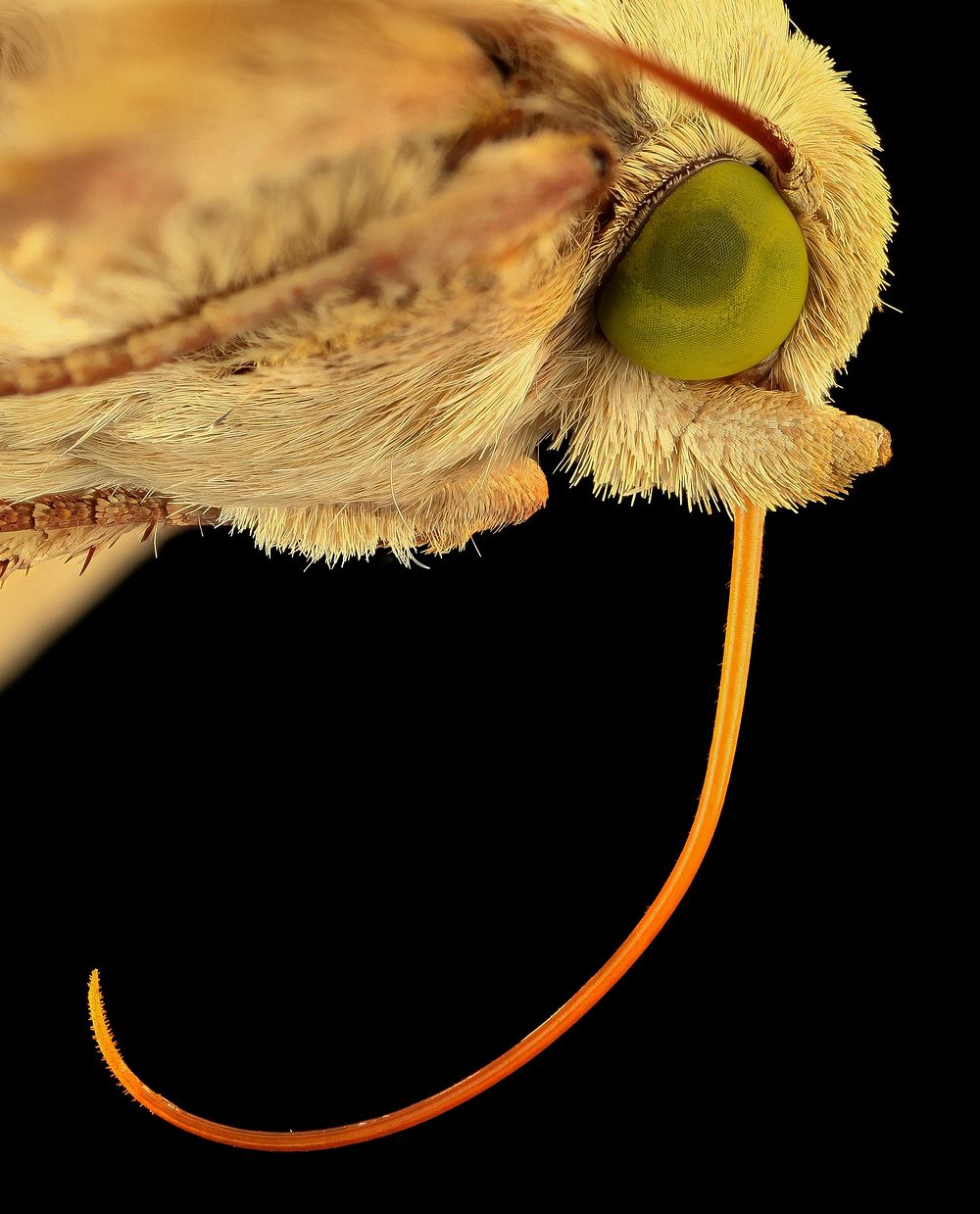 Corn earworm, moth, face