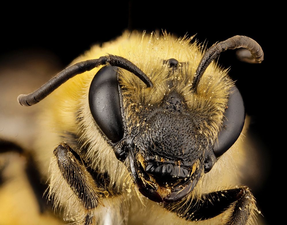Colletes hederae, female, insect headshot.