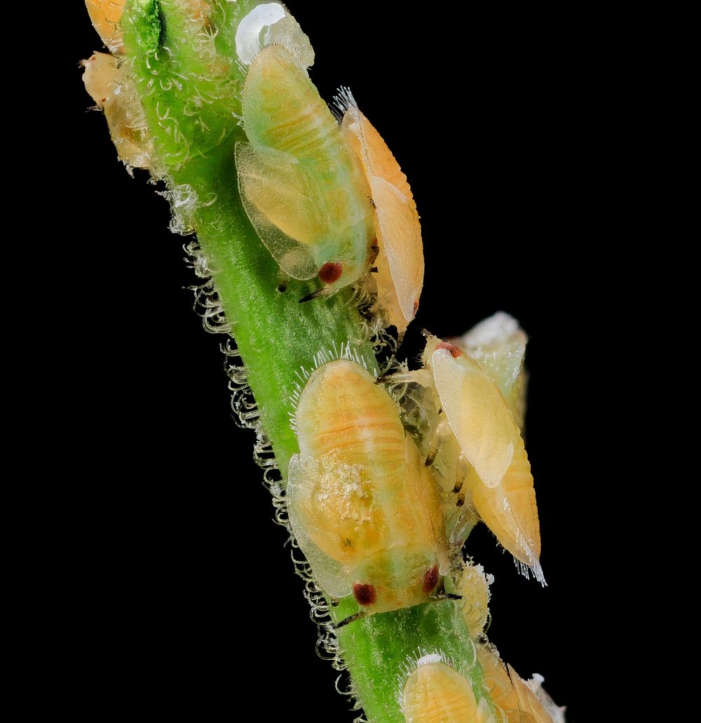 citrus psyllid, u, larvae, side2, ft detrick