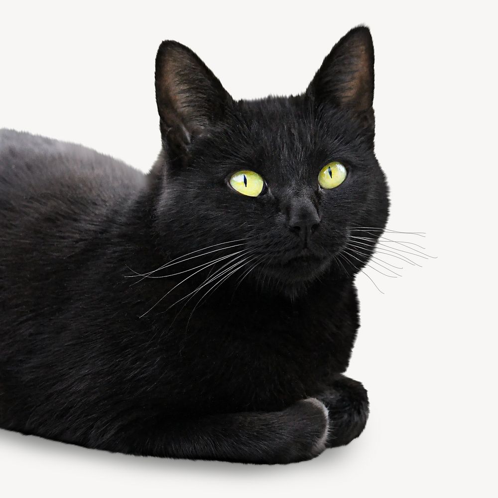 Black cat, pet isolated design