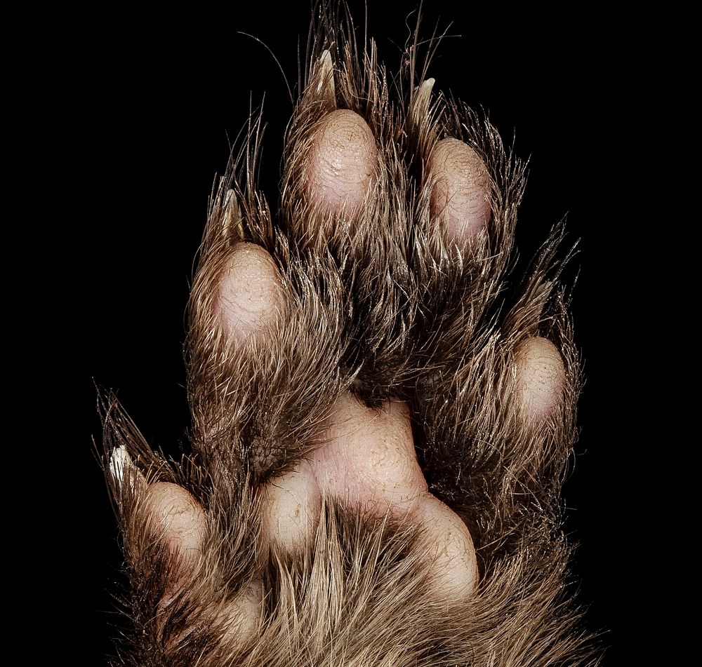 American mink paw, animal body part.