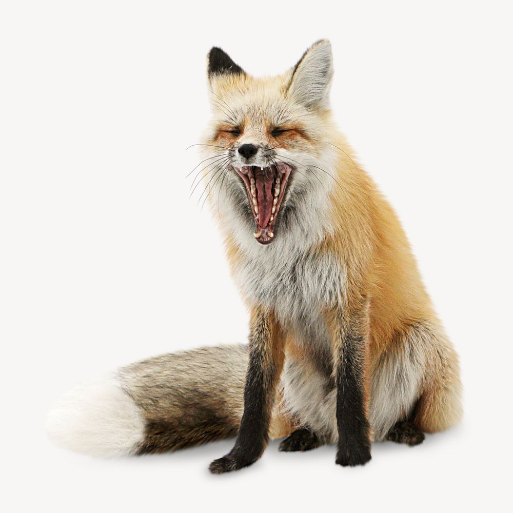Fox yawning, animal isolated design