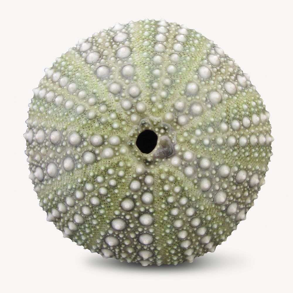 Sea urchin shell isolated image on white