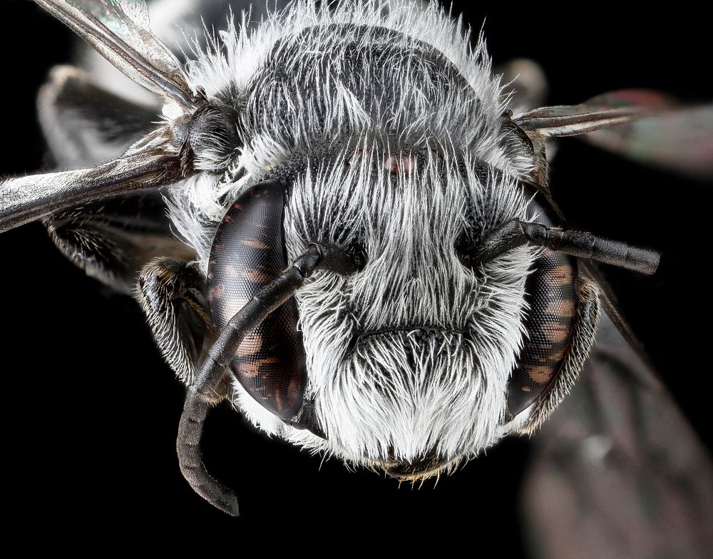 Megachile campanulae, male, headshot.