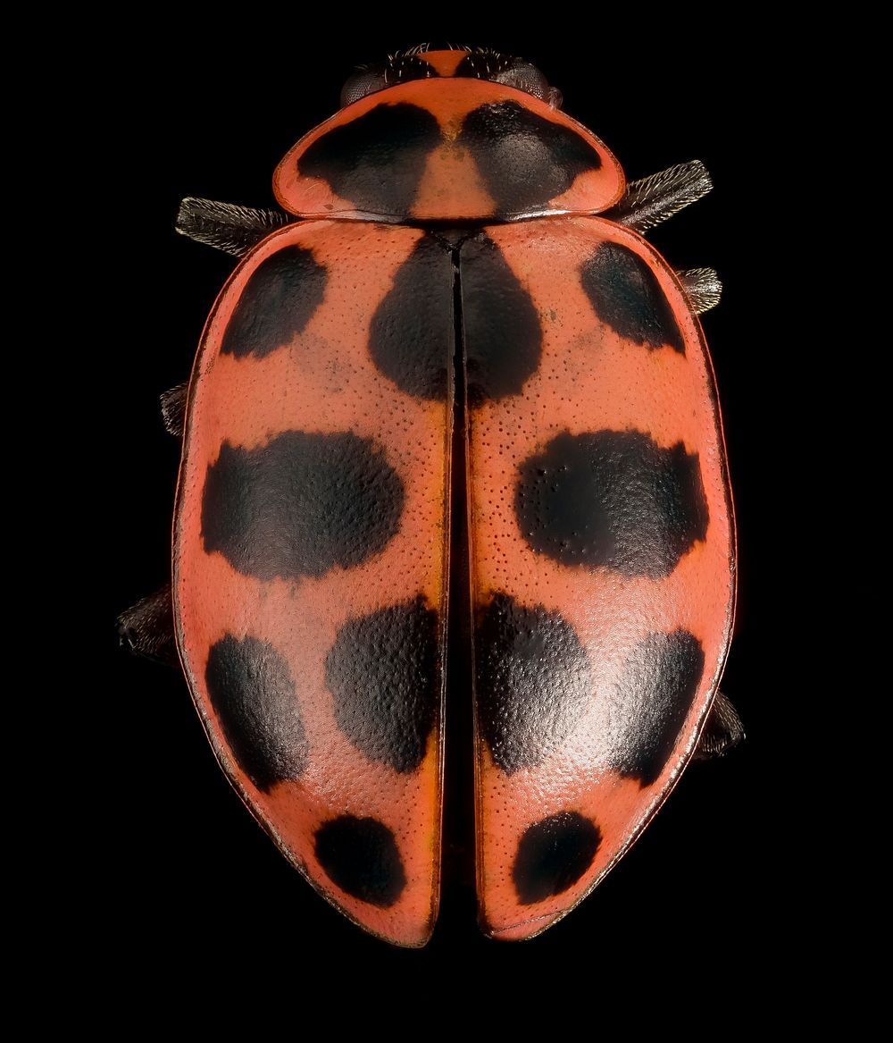 Coleomegilla maculata, lady beetle.
