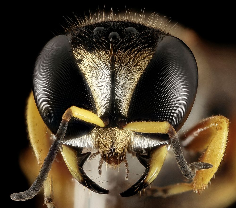 Wasp, insect head shot.