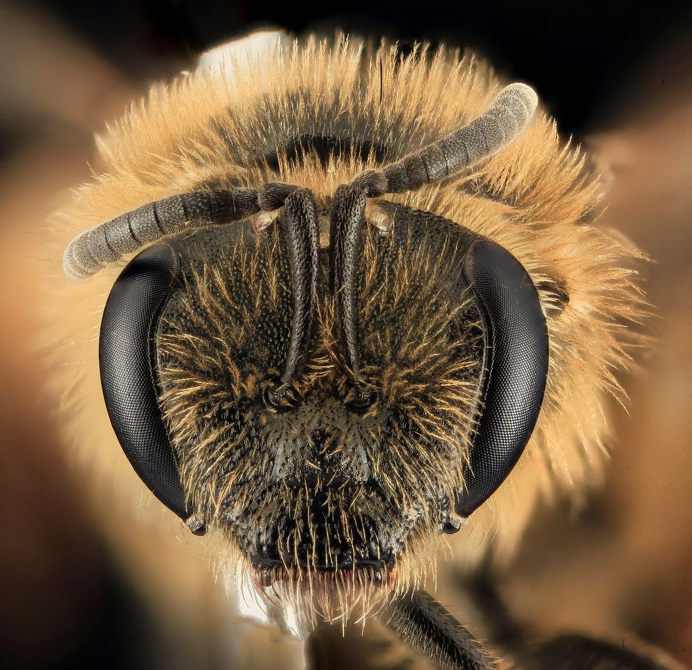 Sweat bee, Lasioglossum pacificum, headshot.