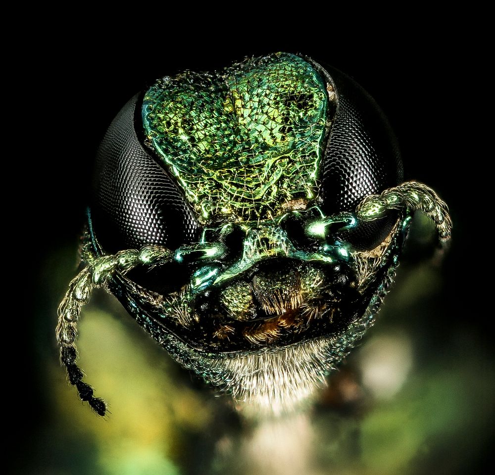 Emerald ash borer, head, jewel beetle. 