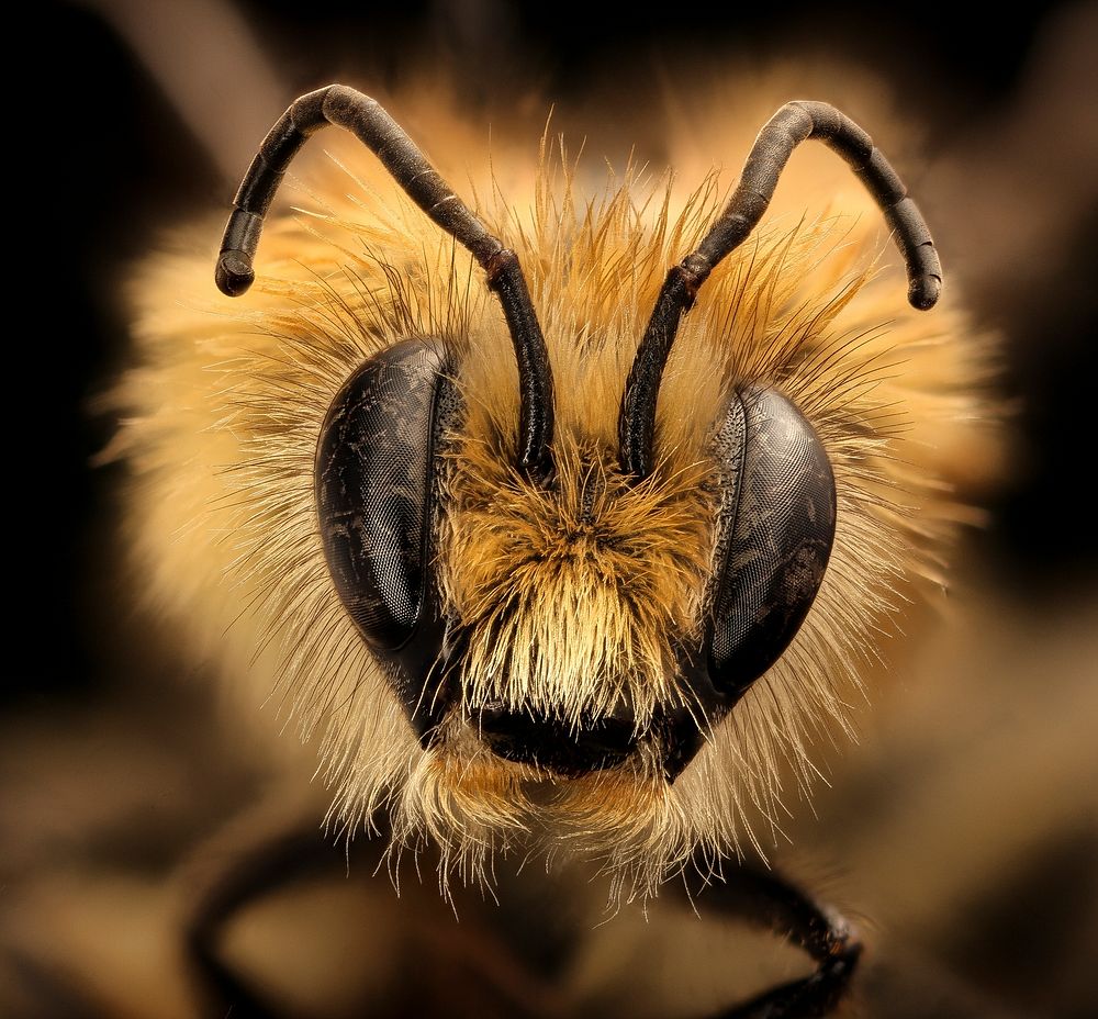 Bombus vandykei, male bumblebee face.