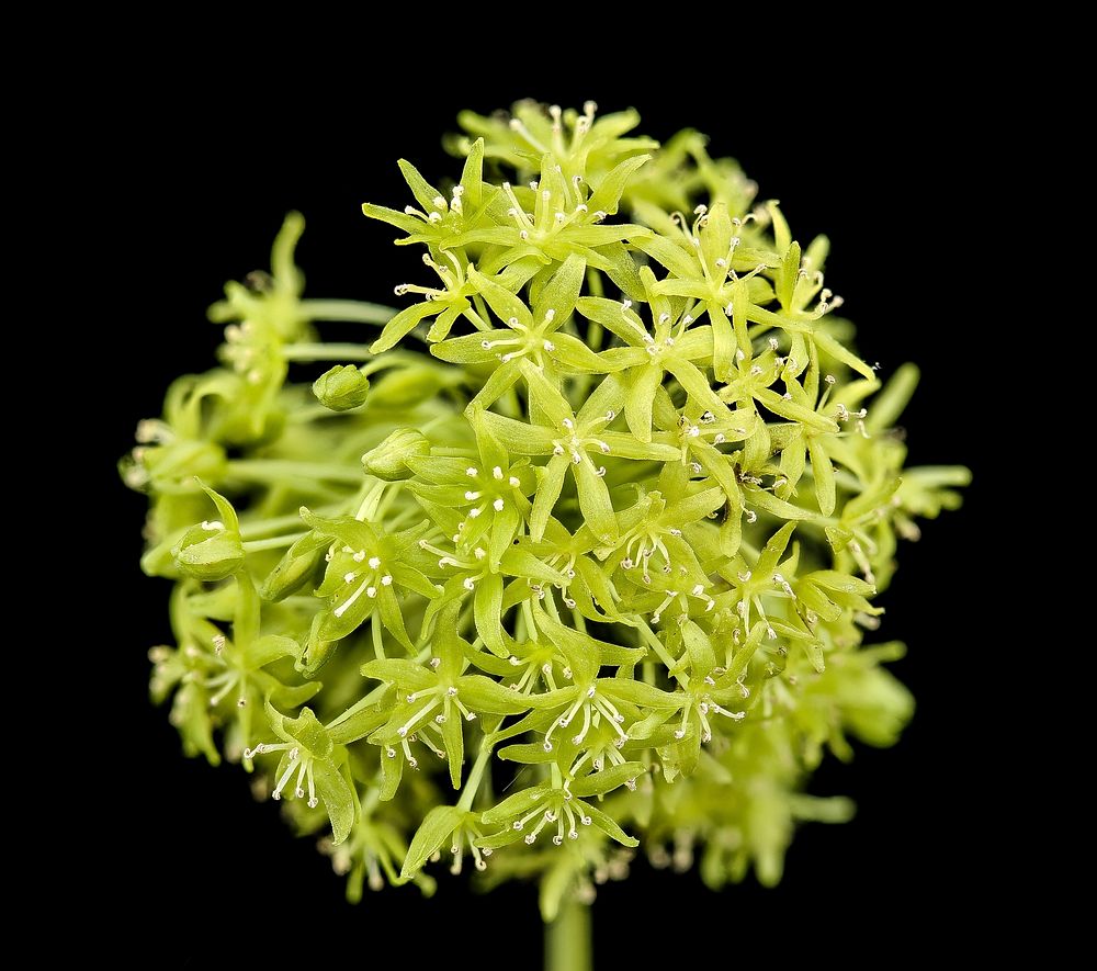 Smilax herbacea, carrion flower.